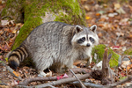North American Raccoon
