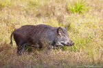 Wild Boar