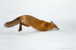 Red Fox
