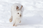 Snowshoe Hare
