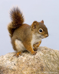 Red Squirrel