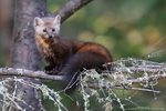 Pine Marten