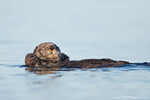 Sea Otter