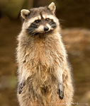 North American Raccoon