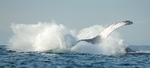 Humback Whale