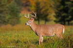 White Tailed Deer