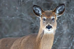 White Tailed Deer
