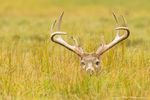 White Tailed Deer