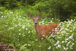 White Tailed Deer