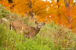 White Tailed Deer