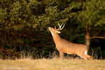 White Tailed Deer