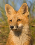 Red Fox