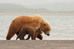 Grizzly Bear with Cub