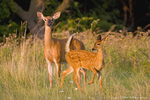 White tailed Deear with Cub