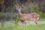 White tailed Deear
