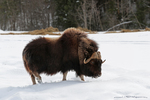 Musk Ox