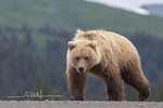 Grizzly Bear