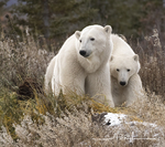 Polar Bear with Cub