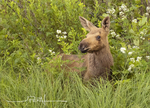 Baby Moose