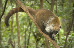 Coatimundi
