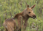 Moose Calf