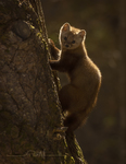 Pine Marten