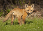 Red Fox Cub