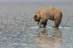 Grizzly Bear