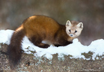 Pine Marten