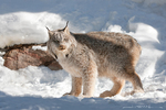 Linx