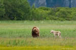 Grizzly Bear and Gray Wolf