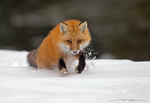 Red Fox