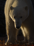 Polar Bear