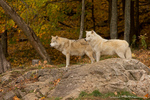 Arctic Wolfs