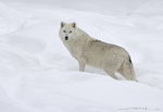 Arctic Wolf