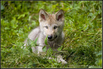 Gray wolf cub