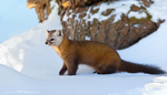 Pine Marten