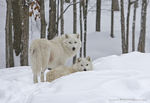 Arctic Wolf
