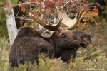Moose