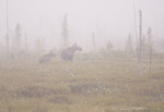 Moose with cub