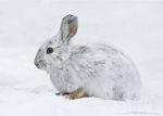 Snowshoe Hare