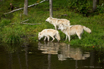 Arctic Wolfs