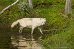 Arctic Wolf