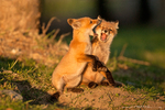 Red Fox Cubs