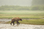 Grizzly Bear