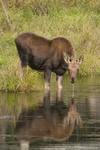 Moose