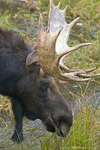 Moose