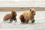 Grizzly Bear Cubs