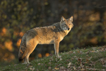 Coyote