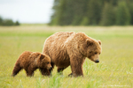 Grizzly Bear with Cub